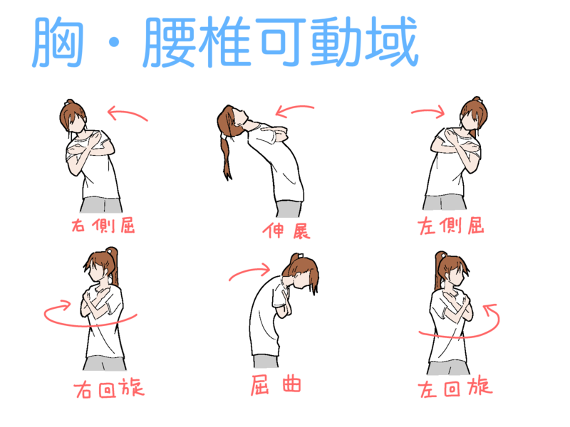 背骨可動域